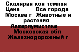 Скалярия коя темная › Цена ­ 50 - Все города, Москва г. Животные и растения » Аквариумистика   . Московская обл.,Железнодорожный г.